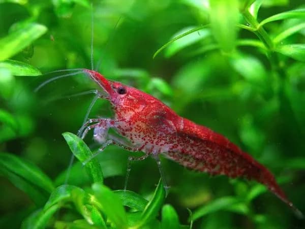 Cuidados esenciales para gambas acuario: tipos, mantenimiento y más